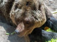 Eurasischer Braunbär